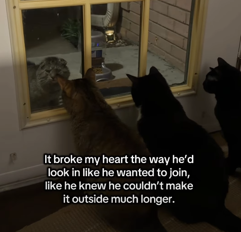 It broke my heart the way he'd look in like he wanted to join, like he knew he couldn't make it outside much longer.