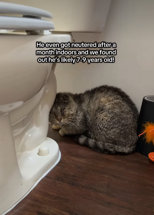 He even got neutered after a month indoors and we found out he's likely 7-9 years old!