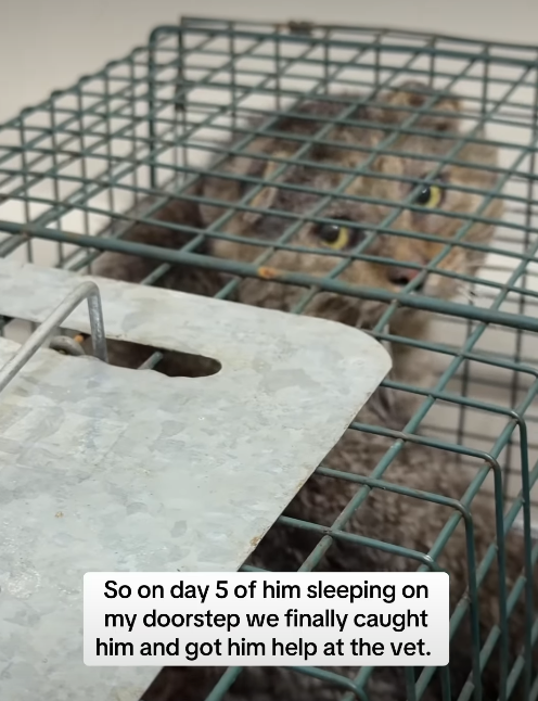 So on day 5 of him sleeping on my doorstep we finally caught him and got him help at the vet.