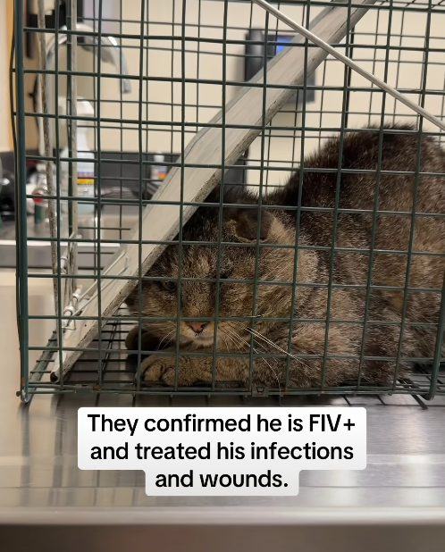 They confirmed he is FIV+ and treated his infections and wounds.
