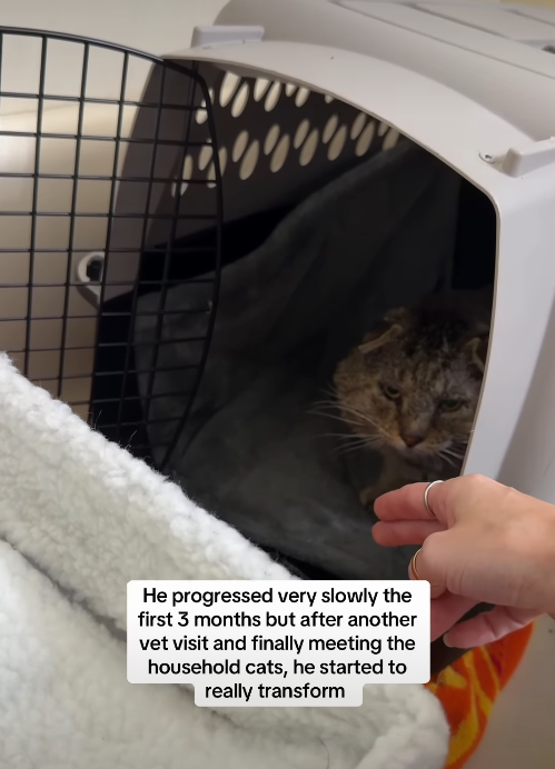 He progressed very slowly the first 3 months but after another vet visit and finally meeting the household cats, he started to really transform
