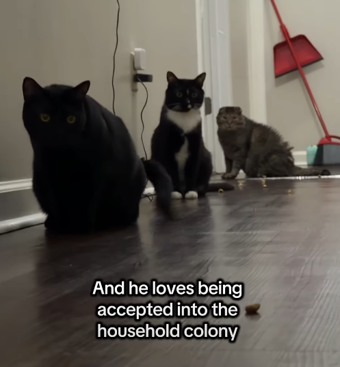 And he loves being accepted into the household colony