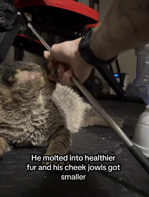 He molted into healthier fur and his cheek jowls got smaller