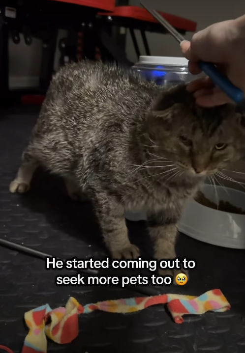 He started coming out to seek more pets too