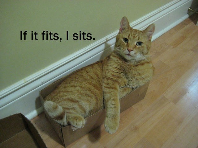 If it fits, I sits.