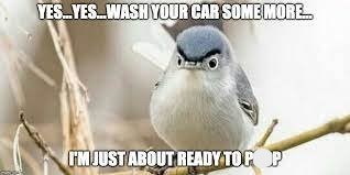 YES...YES WASH YOUR CAR SOME MORE... I'M JUST ABOUT READY TO GO P
