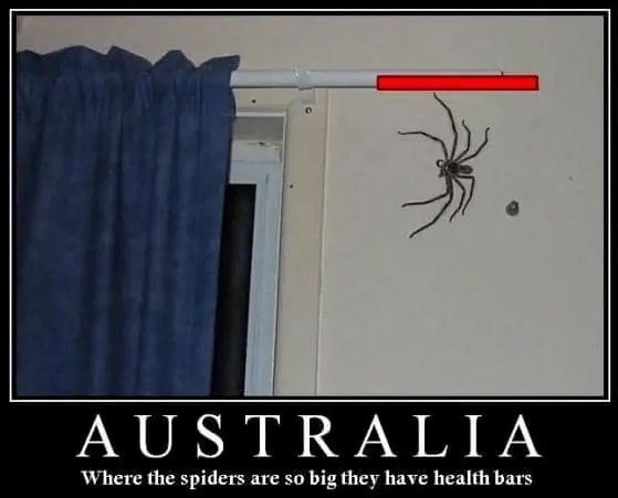 AUSTRALIA Where the spiders are so big they have health bars