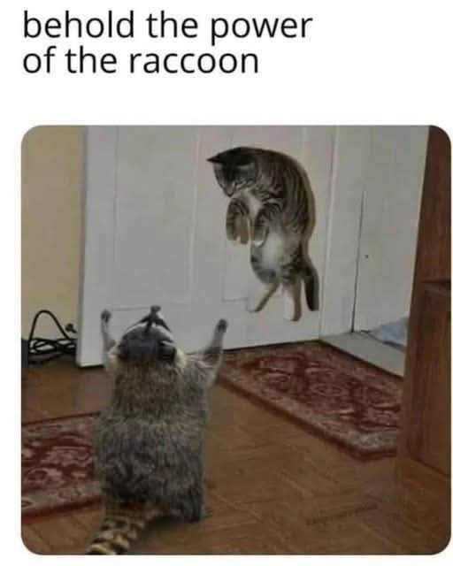 behold the power of the raccoon