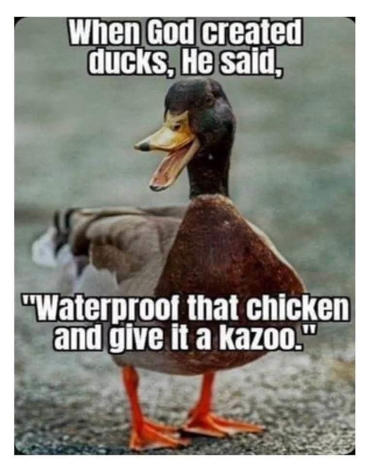 When God created ducks, He said, "Waterproof that chicken and give it a kazoo."