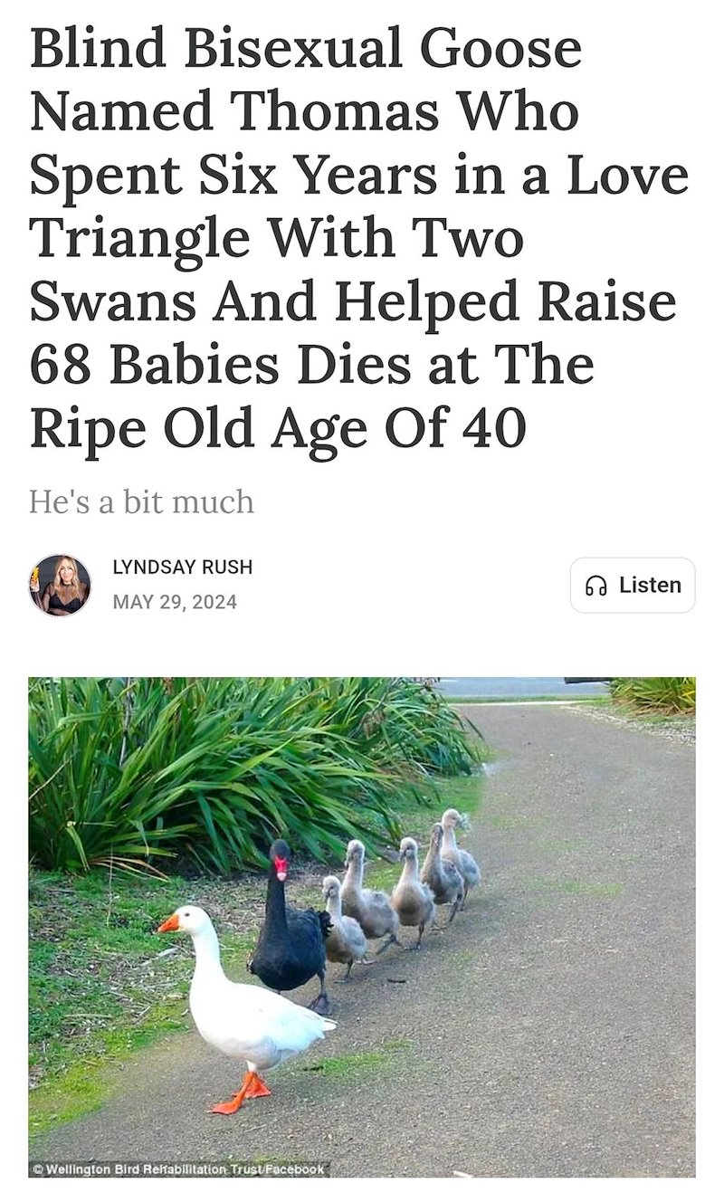 Blind Bisexual Goose Named Thomas Who Spent Six Years in a Love Triangle With Two Swans And Helped Raise 68 Babies Dies at The Ripe Old Age Of 40 He's a bit much LYNDSAY RUSH MAY 29, 2024 Wellington Bird Rehabilitation Trust Facebook 6 Listen