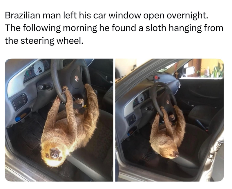 Brazilian man left his car window open overnight. The following morning he found a sloth hanging from the steering wheel. FIRT
