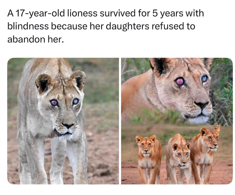 A 17-year-old lioness survived for 5 years with blindness because her daughters refused to abandon her.