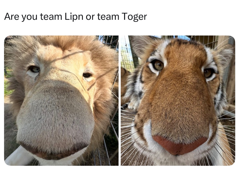 Are you team Lipn or team Toger