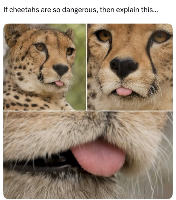 If cheetahs are so dangerous, then explain this...