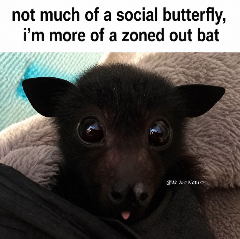 not much of a social butterfly, i'm more of a zoned out bat @We Are Nature