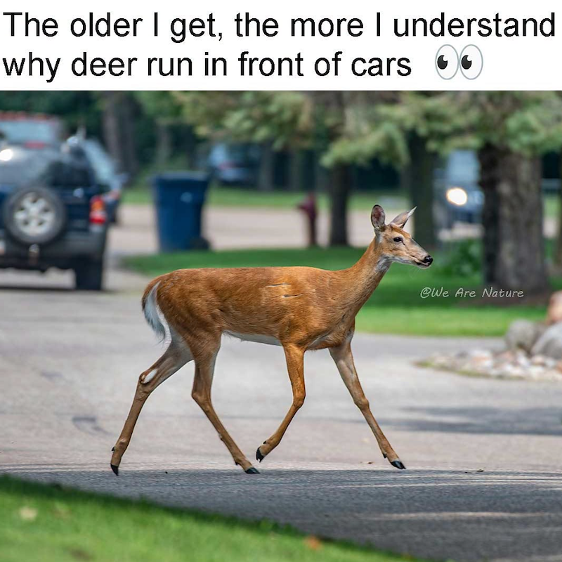 The older I get, the more I understand why deer run in front of cars @We Are Nature