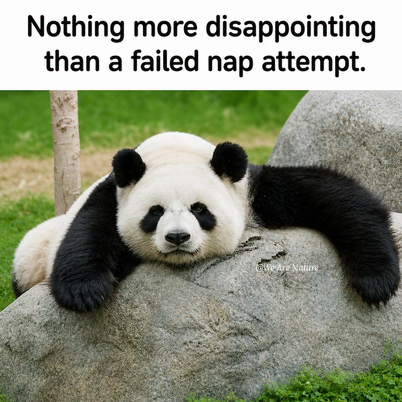 Nothing more disappointing than a failed nap attempt. @We Are Nature