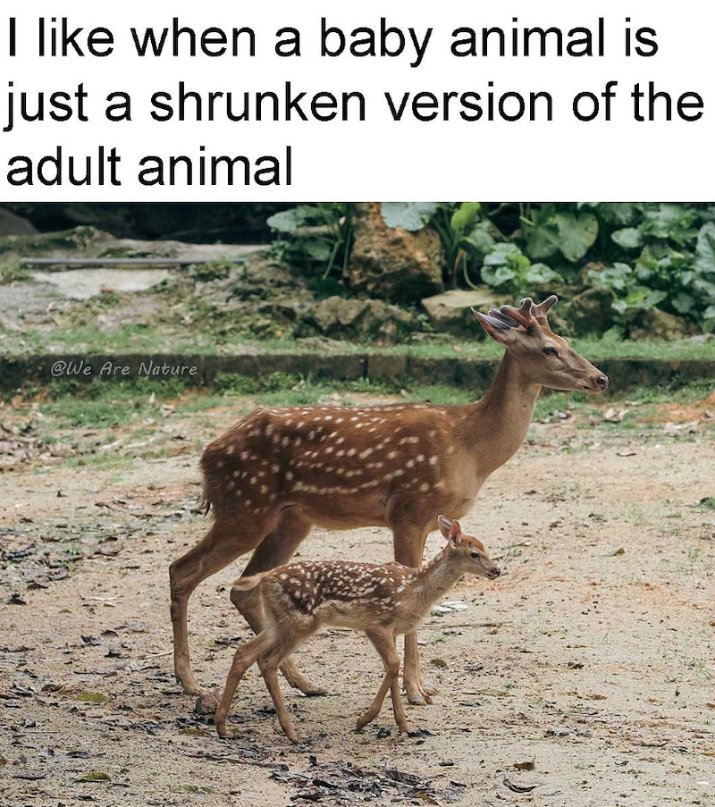 I like when a baby animal is just a shrunken version of the adult animal @We Are Nature