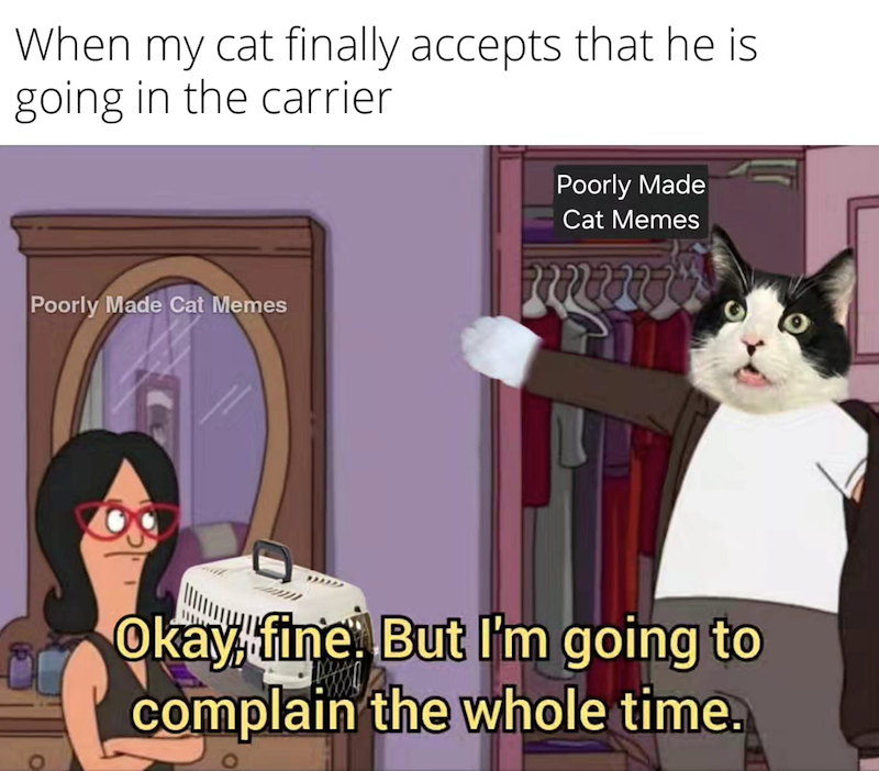 When my cat finally accepts that he is going in the carrier Poorly Made Cat Memes Poorly Made Cat Memes Okay, fine. But I'm going to complain the whole time.