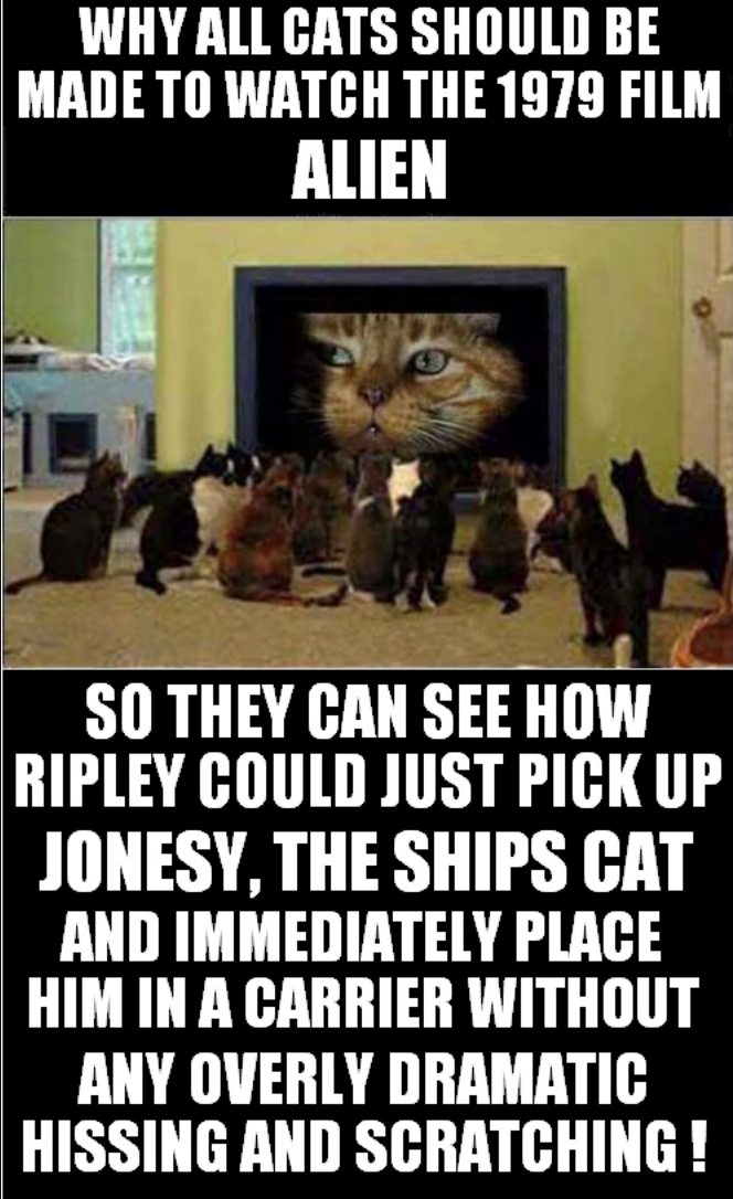WHY ALL CATS SHOULD BE MADE TO WATCH THE 1979 FILM ALIEN SO THEY CAN SEE HOW RIPLEY COULD JUST PICK UP JONESY, THE SHIPS CAT AND IMMEDIATELY PLACE HIM IN A CARRIER WITHOUT ANY OVERLY DRAMATIC HISSING AND SCRATCHING!