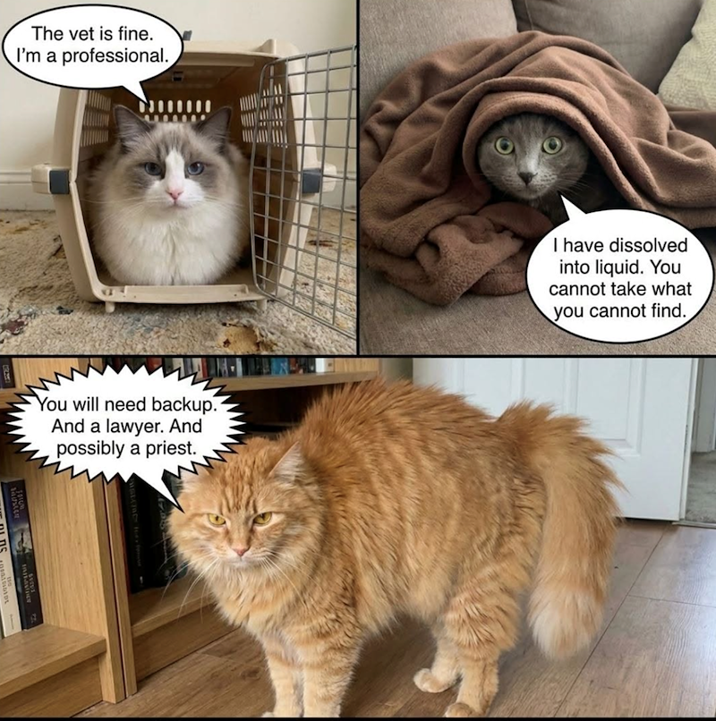 The vet is fine. I'm a professional. You will need backup. And a lawyer. And ,possibly a priest. I have dissolved into liquid. You cannot take what you cannot find.