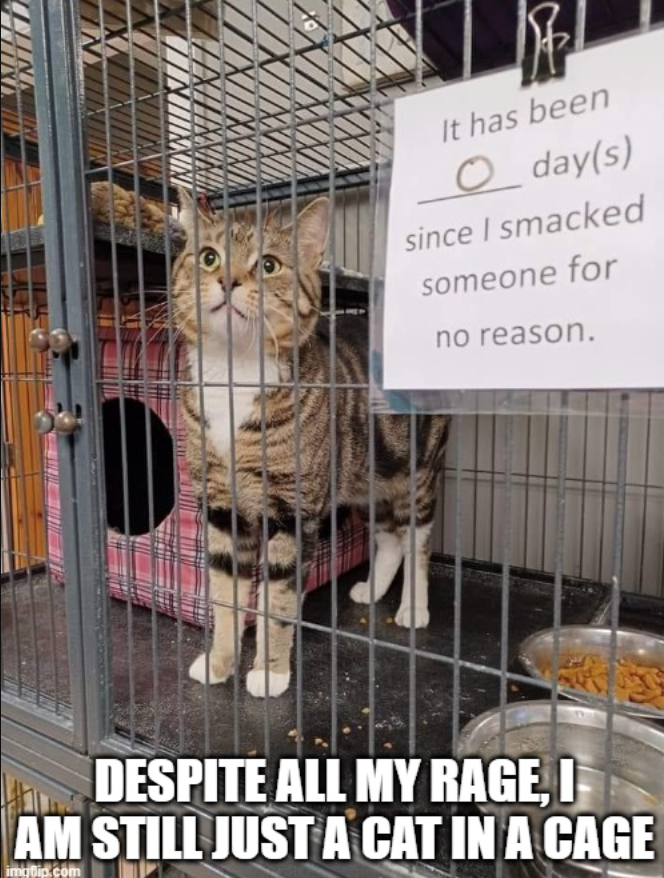 TIXINXININ It has been O day(s) since I smacked someone for no reason. DESPITE ALL MY RAGE, I AM STILL JUST A CAT IN A CAGE imgflip.com