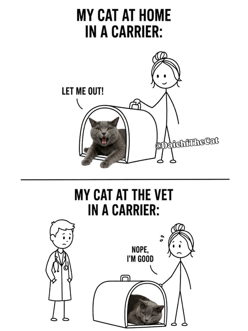 MY CAT AT HOME IN A CARRIER: LET ME OUT! DaichiTheCat MY CAT AT THE VET IN A CARRIER: NOPE, I'M GOOD
