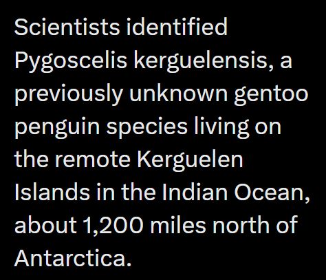 Scientists identified Pygoscelis kerguelensis, a previously unknown gentoo penguin species living on the remote Kerguelen Islands in the Indian Ocean, about 1,200 miles north of Antarctica.