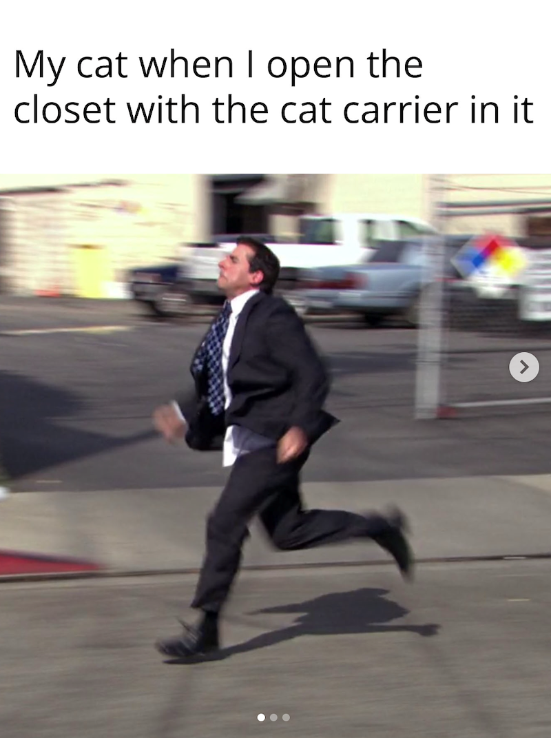 My cat when I open the closet with the cat carrier in it