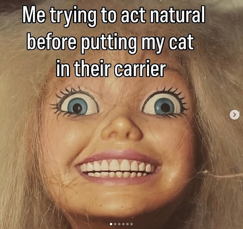 Me trying to act natural before putting my cat in their carrier
