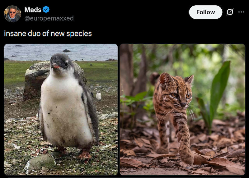 Mads @europemaxxed insane duo of new species Follow Ø ...