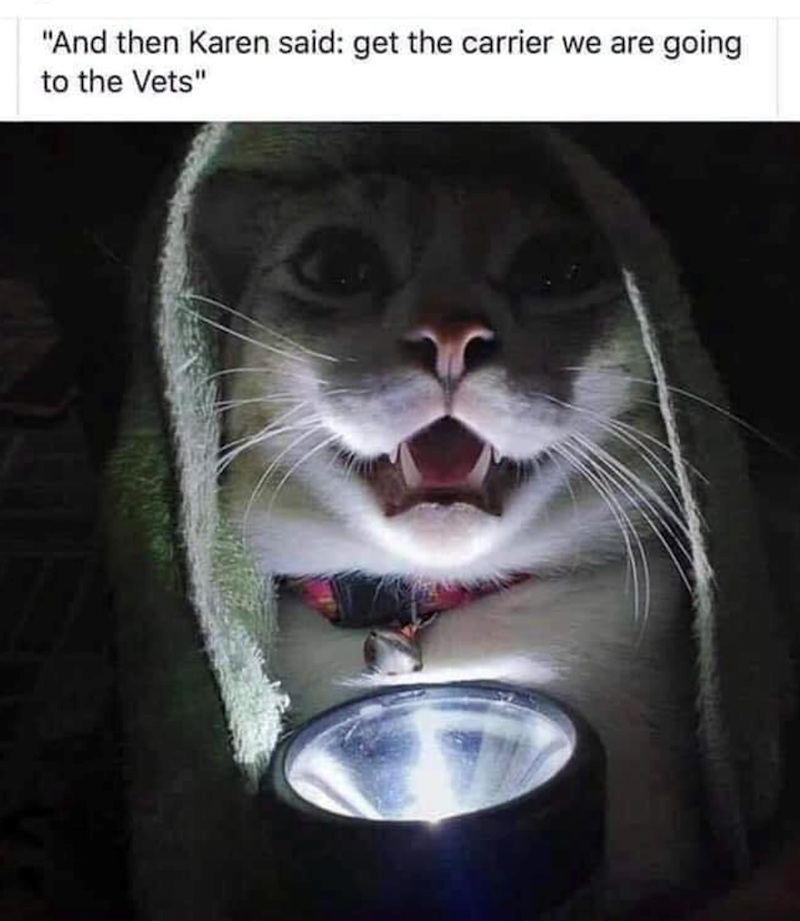 "And then Karen said: get the carrier we are going to the Vets"