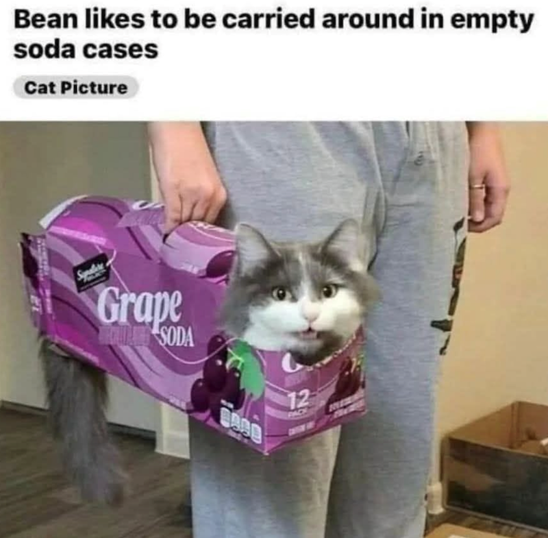 Bean likes to be carried around in empty soda cases Cat Picture Grape SODA 8499 12