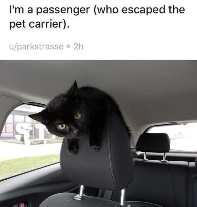 I'm a passenger (who escaped the pet carrier). u/parkstrasse 2h