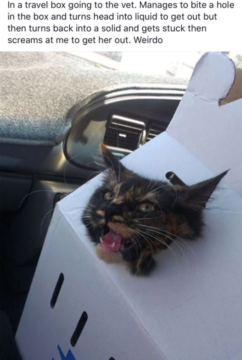 In a travel box going to the vet. Manages to bite a hole in the box and turns head into liquid to get out but then turns back into a solid and gets stuck then screams at me to get her out. Weirdo