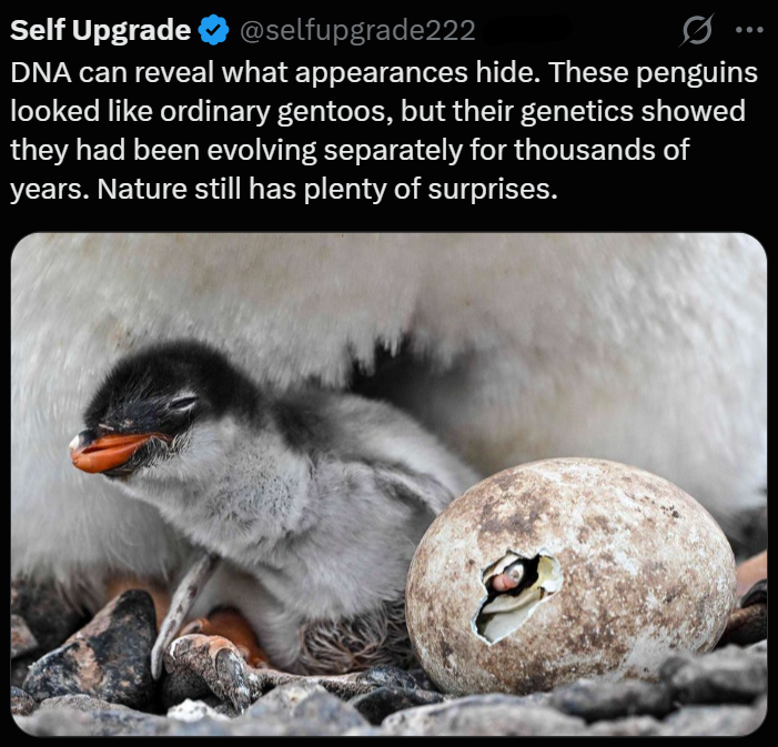 Self Upgrade ❤ @selfupgrade222 DNA can reveal what appearances hide. These penguins looked like ordinary gentoos, but their genetics showed they had been evolving separately for thousands of years. Nature still has plenty of surprises.