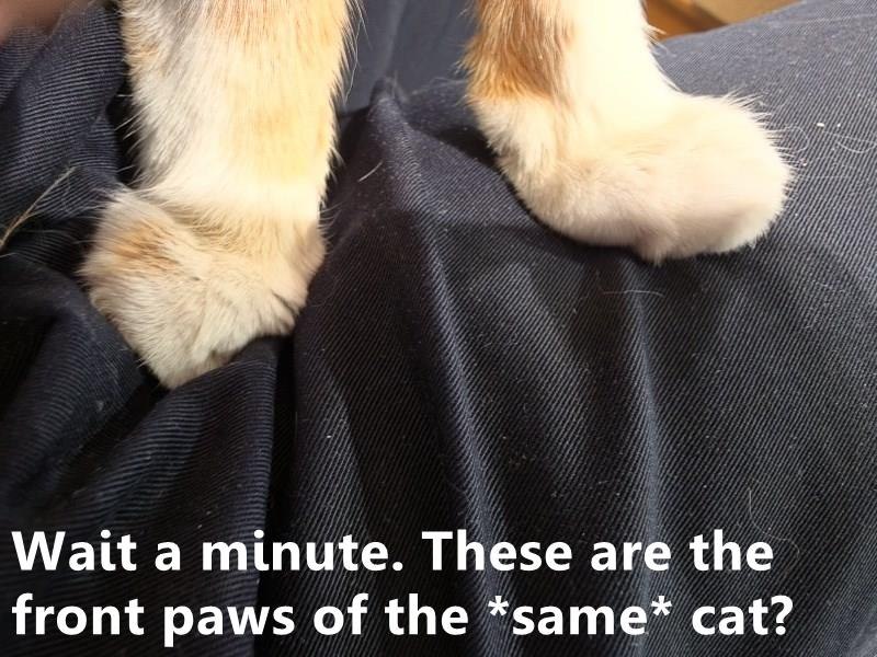 Wait a minute. These are the front paws of the *same* cat?