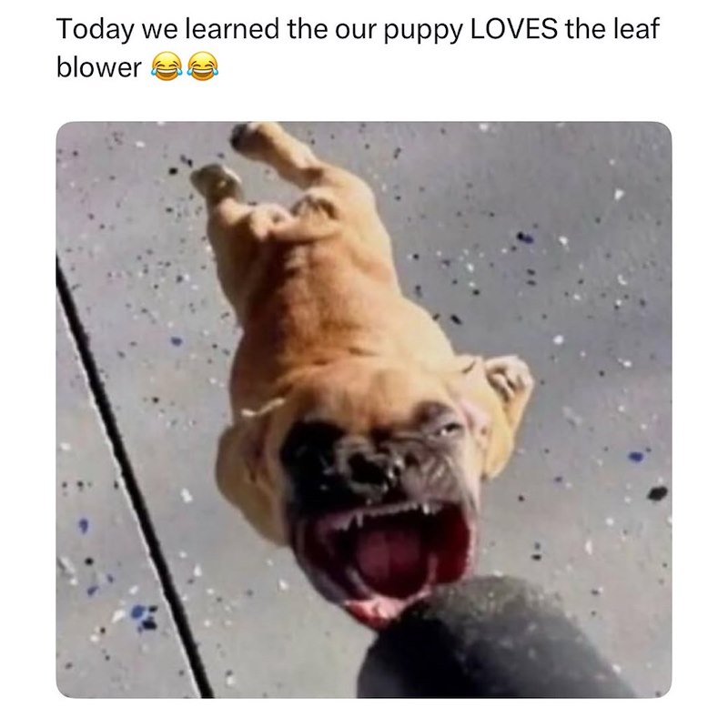 Today we learned the our puppy LOVES the leaf blower
