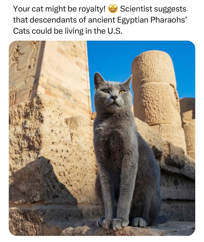 Your cat might be royalty! Scientist suggests that descendants of ancient Egyptian Pharaohs' Cats could be living in the U.S.