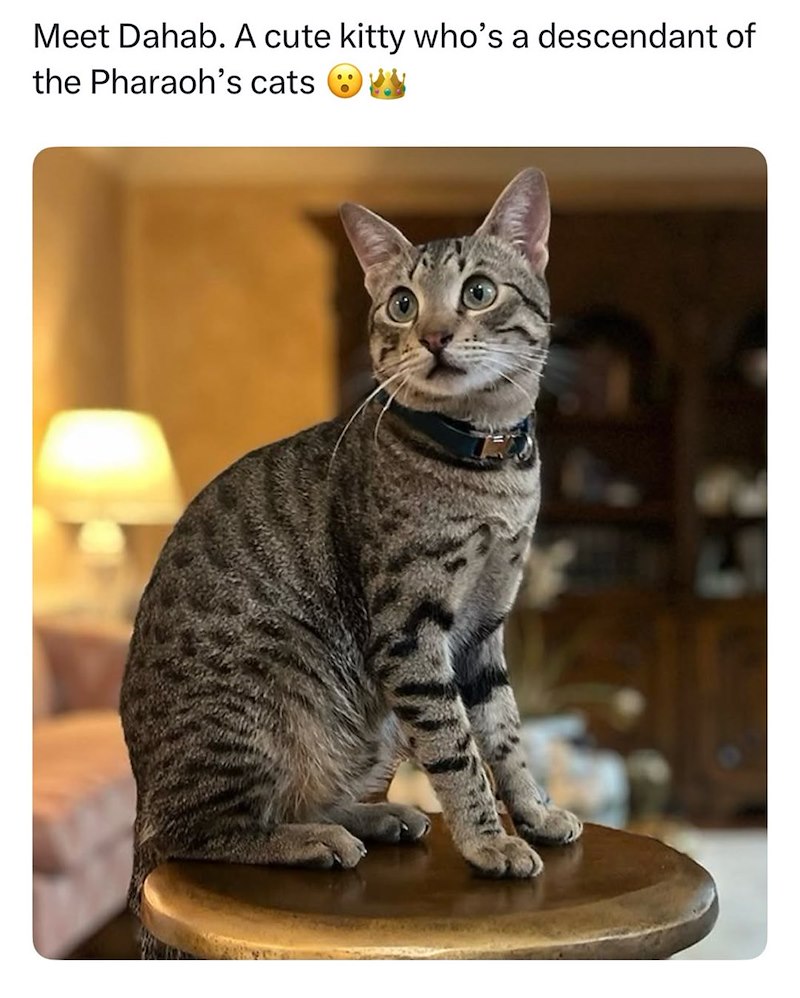 Meet Dahab. A cute kitty who's a descendant of the Pharaoh's cats