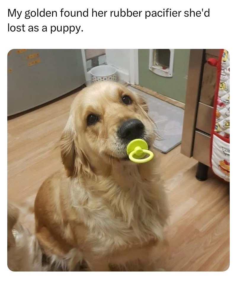 My golden found her rubber pacifier she'd lost as a puppy.