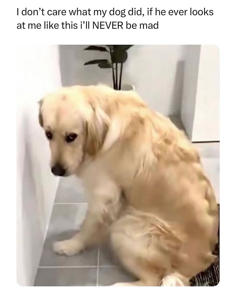 I don't care what my dog did, if he ever looks at me like this i'll NEVER be mad