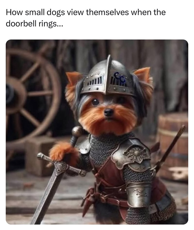 How small dogs view themselves when the doorbell rings...