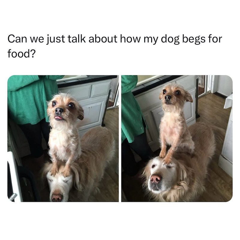 Can we just talk about how my dog begs for food?