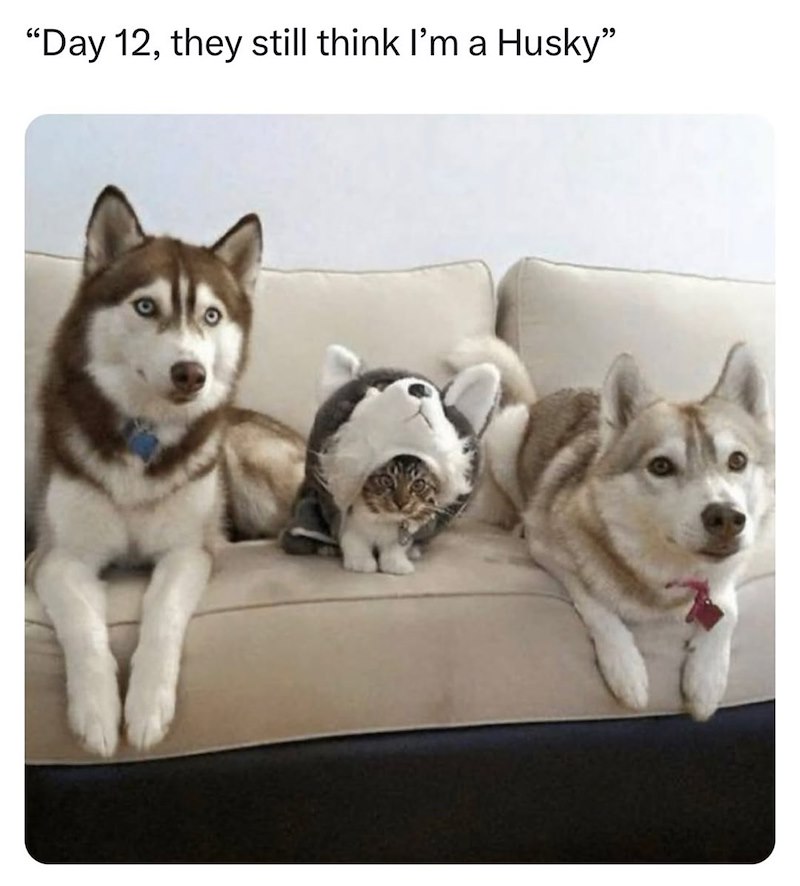 "Day 12, they still think I'm a Husky"