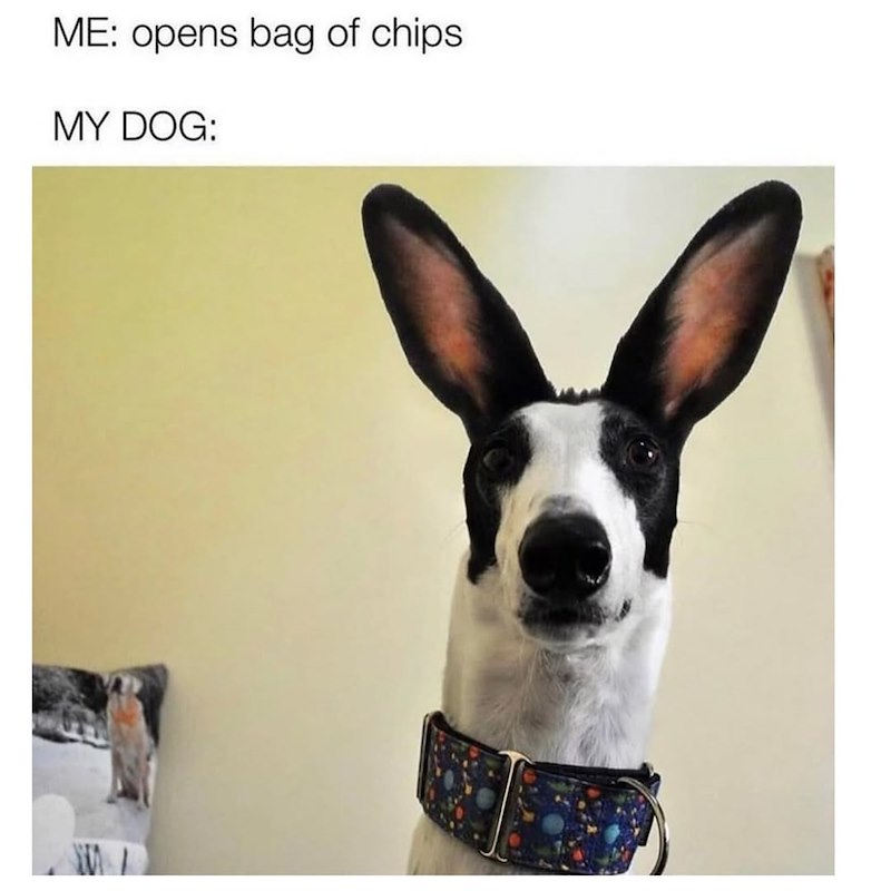 ME: opens bag of chips. MY DOG: