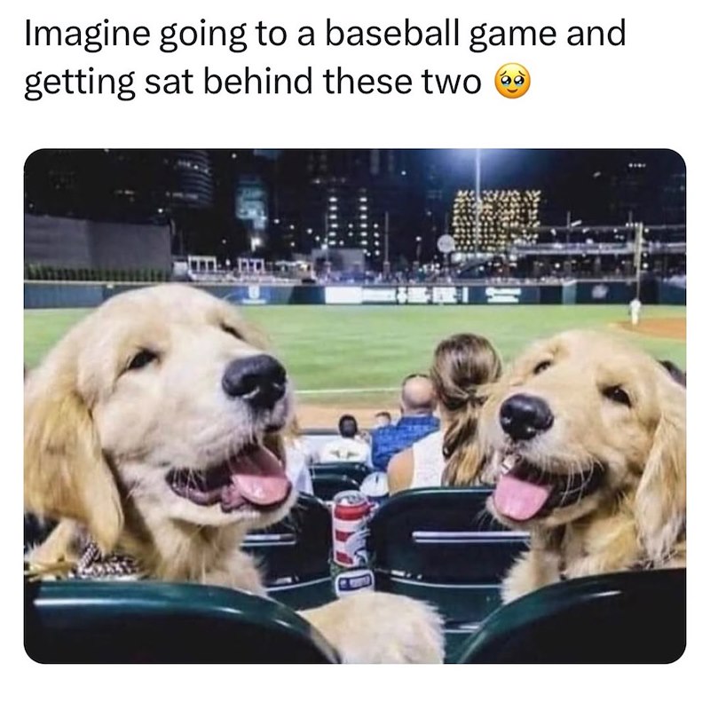 Imagine going to a baseball game and getting sat behind these two