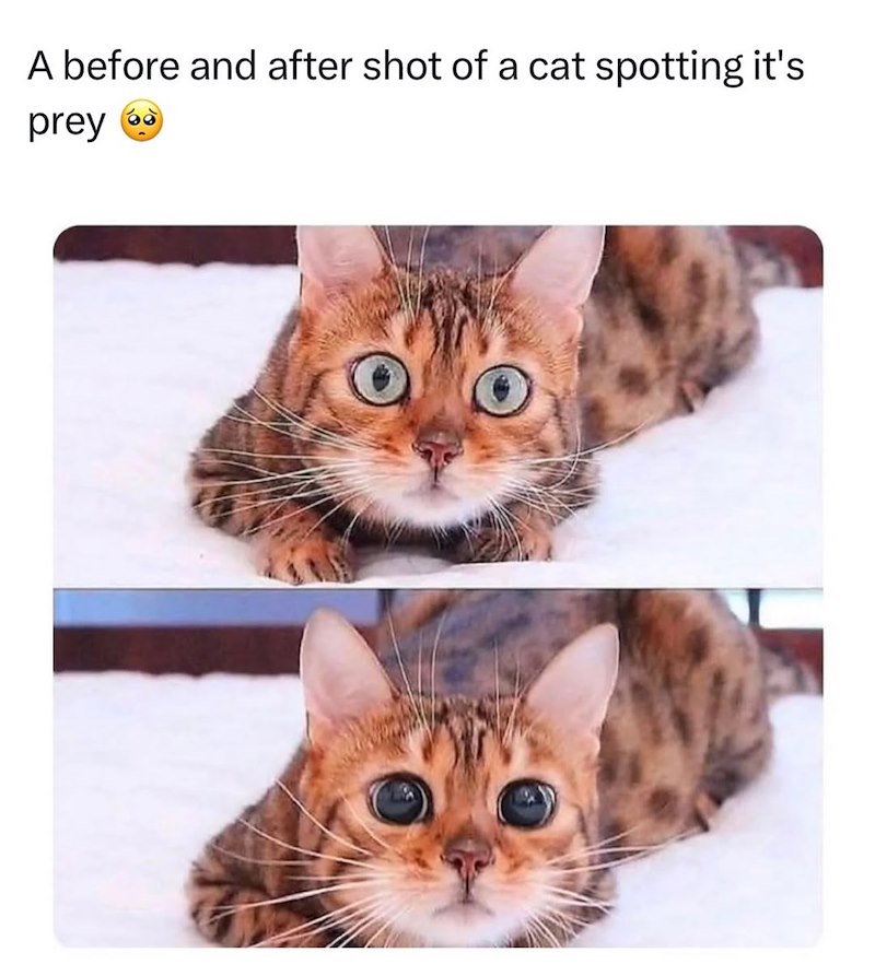 A before and after shot of a cat spotting it's prey