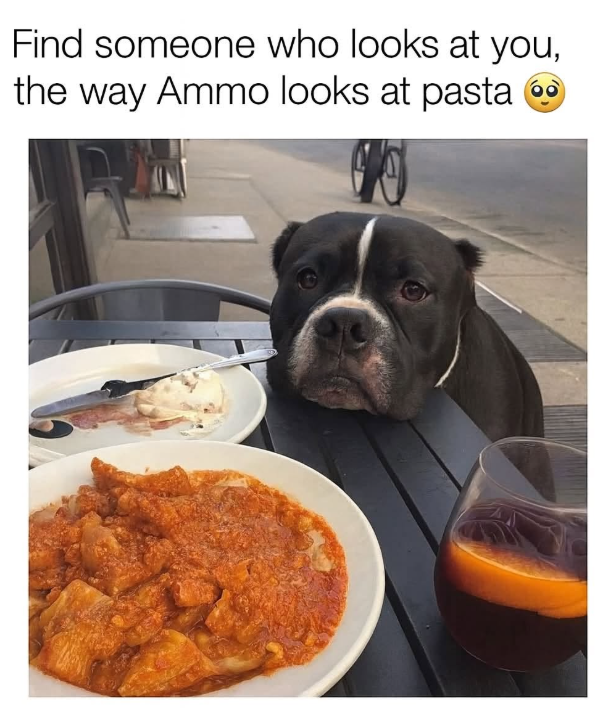 Find someone who looks at you, the way Ammo looks at pasta ⚫