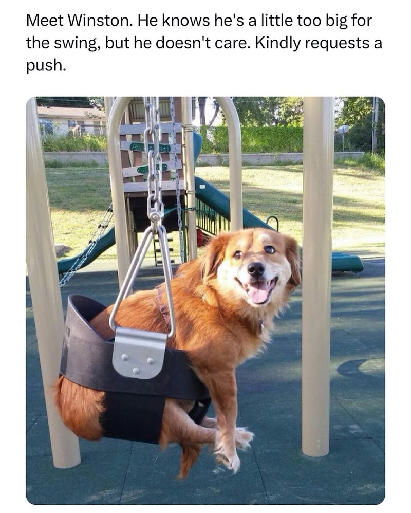 Meet Winston. He knows he's a little too big for the swing, but he doesn't care. Kindly requests a push.